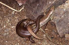 Image result for Tristemma leiocalyx