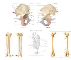 Hip pain may result from inflammation, degeneration, or injury to structures and tissues within. Leg Skeletal Anatomy Diagram Quizlet