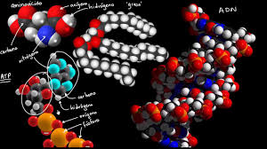 Los componentes elementales de las moléculas biológicas (video ...