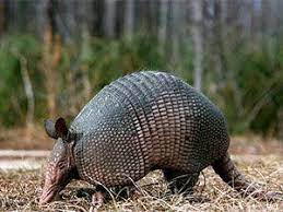 How To Get Rid Of Armadillos Smart Instructions To Remove Roly Poly Creatures Armadillo Pests Animals Wild
