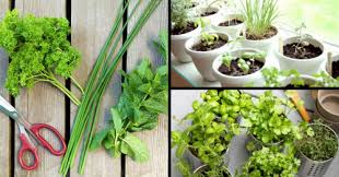 how to grow a space saving herb garden at home in india how to grow a space saving herb garden