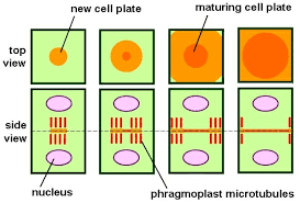 Do plant cells undergo cytokinesis. Cytokinesis In Animal And Plant Cells Biology Dictionary