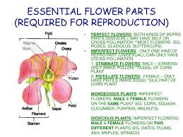 Individual flowers with their two stigmas can be seen in this closeup of the female inflorescence. Ppt Reproduction In Seed Plants Ch 24 Powerpoint Presentation Free Download Id 988677
