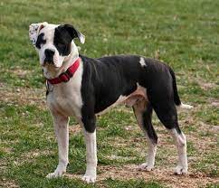 In contrast, buying american bulldogs from breeders can be prohibitively expensive. 10 Things You Need To Know Before Purchasing An American Bulldog