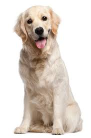 Golden retriever personality, origins, costs and health issues with faqs, buying advice and care tips. Golden Retriever Breeders In Kentucky Golden Retriever White Retriever Dogs Golden Retriever