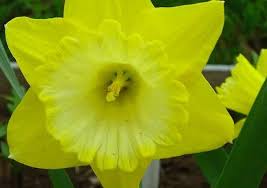 Fiori gialli piccoli in nome dei fiori: I Migliori Tipi Di Narcisi 40 Varieta Piu Belle Caratteristiche Caratteristiche Tempo Di Fioritura