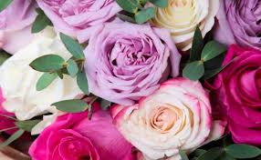 Adesivi fiori e rose per whatsapp da scaricare e condividere con i tuoi amici. Linguaggio Dei Fiori I Significati Dei Colori Delle Rose