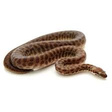 Childrens Python Pythons For Sale Pet Snake Python