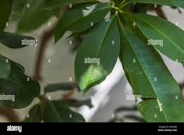 Image result for Rauvolfia mombasiana