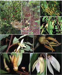 Image result for Xylopia lukei