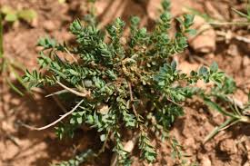 Image result for Andrachne