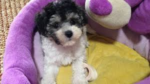 Petland jacksonville florida has maltipoo puppies for sale! Black And White Maltipoo Pup For Sale In Ocala Florida Luna Micheline S Pups