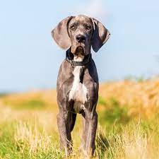 ** covid 19 update **. Great Dane Pdsa