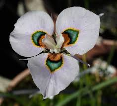 Image result for Moraea niassensis