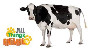Cows Animal Videos For Children Kids Toddlers Preschool Kindergart Animal Tv Animals For Kids Farm Preschool