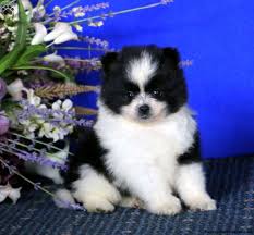 Find your new companion at nextdaypets.com. Pomeranian Mix Puppies For Sale Greenfield Puppies