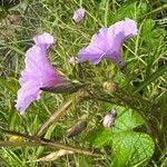 Image result for Ipomoea wightii