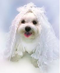 Strikingly Beautiful Dog Wedding Clothes Order To Your Dogs Size Dog Wedding Dress Dog Wedding Dog Bridal