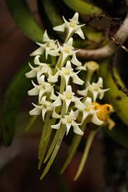Image result for Cyrtorchis praetermissa