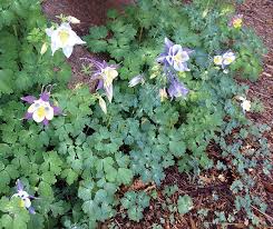 While super useful as a medicinal plant, comfry plants can take decades before they start to decline. Wyoming Native Gardens Columbine