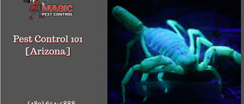 Mosquitoes can zoom around the whole house, spreading harmful diseases like dengue and zika. The Most Dangerous Scorpion Species
