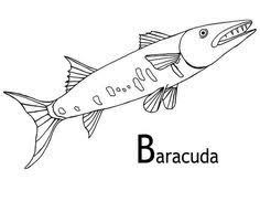 Rare and desirable, true formula s, 67 cuda convertible. 21 Barracudas Ideas Barracuda Fish Coloring Page Teeth Drawing