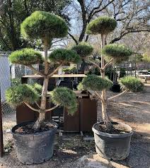 Chinese juniper juniperus chinensis is an adaptable evergreen plant thats native to countries in east asiain the wild its often seen as a cone shaped tree that can exceed 40 feet tall and 20 feet wide. Leaf Landscape Supply How Cool Are These Pom Pom Pines Leaflandscapesupply Leaf Pompompine Pinetree Topiary Topiarypine Trees Nursery Austin Texas Facebook