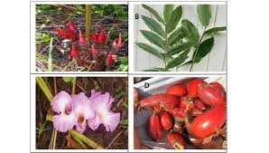 Image result for Ocimum angustifolium