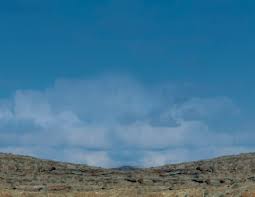 Image result for Chamaeclitandra henriquesiana