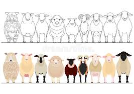 Download sheep templates printable and let the kids enjoy coloring it out or filling it with cotton wool. Sheep Border Stock Illustrations 1 075 Sheep Border Stock Illustrations Vectors Clipart Dreamstime