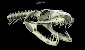 Two bony spines known as cornua extend superiorly toward the sacrum on the posterior side and are connected to the sacral cornua by. Sneaky Snake Facts