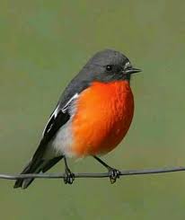 Birds That Sing In The Morning Australia Australian Robin Robin Bird Red Robin Bird Bird Pictures