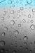 Purple Water Drops On Flower Wallpaper
