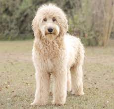 English goldendoodles are typically very. A Guide To English Teddy Bear Goldendoodle Ebknows