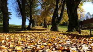 Our preferred care plans offer three we bring the same quality service to your business with our arlington commercial pest control. Tree Services Arlington Heights Il Tree Care Company Hendricksen Tree Care