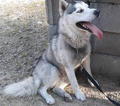 Meet ~lola~, a siberian husky dog for adoption, at great divide animal rescue inc in west hartford, ct on petfinder. Dog For Adoption Champ A Husky Pomeranian Mix In Southington Ct Petfinder