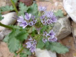 Image result for Ficalhoa