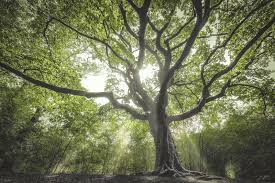 Download the perfect tree picture pictures. European Tree Of The Year The Witch Tree The Netherlands