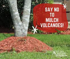 Cedar mulch is made from the wood of cedar trees, which has either been chipped or shredded. How Much Mulch Should I Use Around A Tree Don T Build A Mulch Volcano