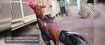 A cockfight is a blood sport, held in a ring called a cockpit.the history of raising fowl for fighting goes back 6,000 years. Kenali 5 Kehebatan Ayam Bangkok Vietnam Dalam Arena Sabung Ayam