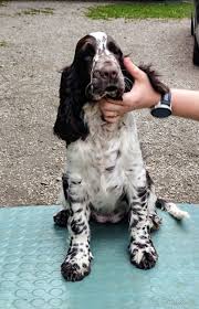 Image result for anglický špringršpaněl