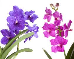 Orchideenarten Die Faszinierende Vielfalt Der Orchideen