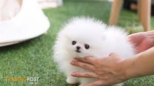 British labs , champion blood lines , puppies will come with current vaccinations , vet exam and full akc registration, both parents love retrieving and both hunt. Fabulous Ice White Tea Cup Pomeranian Puppies For Sale In Melbourne Vic Fabulous Ice White Pomeranian Puppy Pomeranian Puppy For Sale Pomeranian Puppy Teacup