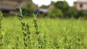 The white and lighter colored sesame seeds are produced commonly in west asia, the indian subcontinent, the americas, and europe. Growing Sesame In The Home Garden Hobby Farms