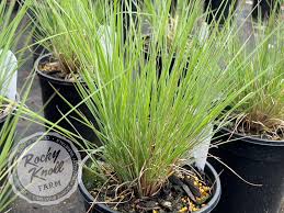 Image result for Schizachyrium claudopus