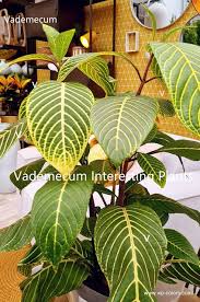 Image result for Sanchezia speciosa