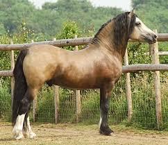 Buckskin Welsh Cob Section D Stallion Taraco Fiasco Order An Oil Painting Of Your Pet Now At Www Petsinportrait Com Welsh Pony Horses Beautiful Horses