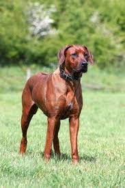 A ridgeback of proper temperament will be more inclined to ignore, rather than challenge, a stranger. Beautiful Dark Rhodesian Ridgeback Standing Proud Rhodesian Ridgeback Dog Rhodesian Ridgeback Beautiful Dogs