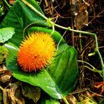 Image result for Momordica foetida