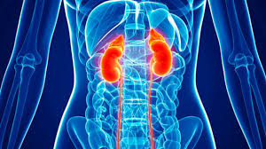 Kidney Cyst Symptoms Pain And Treatments